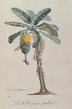 The Lemon Tree, Engraved by Dubois, C.1820-Pierre Jean Francois Turpin-Framed Premium Giclee Print