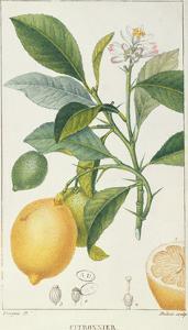 Download Citrus Tree Villas - Jean Francois Background