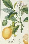 The Lemon Tree, Engraved by Dubois, C.1820-Pierre Jean Francois Turpin-Premier Image Canvas