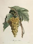 White Muscat Grapes-Pierre Jean Francois Turpin-Giclee Print