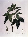 Botanical: Branch of Cormier (Sorbus Domestica) Plate Drawn from “” Nouveau Duhamel Du Monceau or T-Pierre Joseph (after) Redoute-Giclee Print