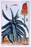 Aloe, Illustration from 'Collection Precieuse Et Enluminee Des Floura', by Pierre Joseph Buchoz,…-Pierre-Joseph Buchoz-Giclee Print