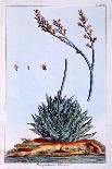 Aloe, Illustration from 'Collection Precieuse Et Enluminee Des Floura', by Pierre Joseph Buchoz,…-Pierre-Joseph Buchoz-Giclee Print