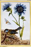 Venus Fly-Trap, Plate 84, from Collection Precieuse et Enluminee, Volume III-Pierre-Joseph Buchoz-Giclee Print