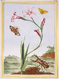 L'Ixia (Flesh-Coloured Ixia) and Stag Beetle, C.1776-Pierre-Joseph Buchoz-Giclee Print