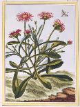 La Ficode D'Afrique or Mesembryanthemum, C.1776-Pierre-Joseph Buchoz-Giclee Print