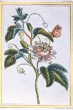 La Fleur Tachete Des Incas (Peruvian Lily), C.1766-Pierre-Joseph Buchoz-Framed Giclee Print