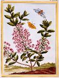 Sheep's Laurel (Kalmia Augustifolia), C.1766-Pierre-Joseph Buchoz-Giclee Print