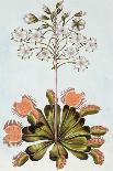 La Fleur Tachete Des Incas (Peruvian Lily), C.1766-Pierre-Joseph Buchoz-Giclee Print