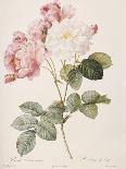 Hundred-Leaved Rose-Pierre Joseph Redout?-Giclee Print