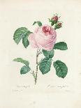 Rosa Centifolia-Pierre Joseph Redout?-Giclee Print