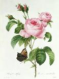 Rosa Centifolia-Pierre Joseph Redout?-Framed Premier Image Canvas