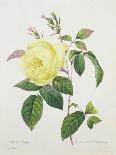 The Rose Rosa Gallica Officinalis-Pierre Joseph Redout?-Giclee Print