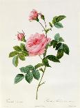Rosa Centifolia-Pierre Joseph Redout?-Giclee Print
