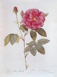 Rosa Centifolia-Pierre Joseph Redout?-Framed Premier Image Canvas