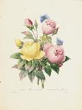 Carnations, from 'Choix Des Plus Belles Fleures', C.1833-Pierre Joseph Redout?-Giclee Print