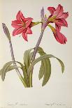 Iris, Anemone and Geranium-Pierre-Joseph Redouté-Giclee Print