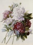 Bouquet of Red, Purple and White Peonies-Pierre Joseph Redouté-Framed Premier Image Canvas