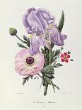 Peonies, Engraved by Prevost-Pierre-Joseph Redouté-Giclee Print