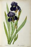 Iris Germanica, from Les Liliacees-Pierre-Joseph Redouté-Giclee Print
