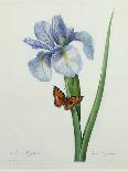 Tulips-Pierre-Joseph Redouté-Giclee Print