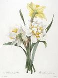 Narcissus Gouani (Double Daffodil), 1827-Pierre Joseph Redoute-Giclee Print