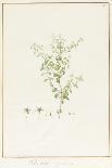 Paeonia Suffruticosa, 1812 (W/C with Gum Arabic over Traces of Graphite on Vellum)-Pierre Joseph Redoute-Giclee Print