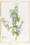 Paeonia Suffruticosa, 1812 (W/C with Gum Arabic over Traces of Graphite on Vellum)-Pierre Joseph Redoute-Framed Giclee Print
