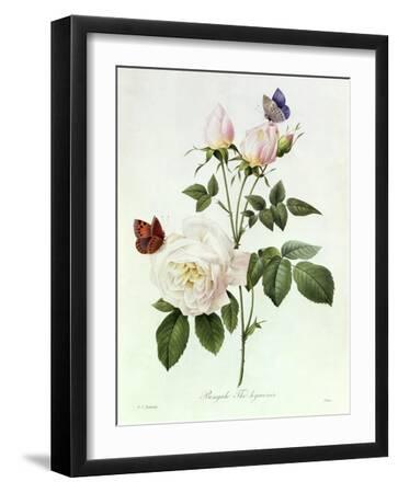 Pierre-Joseph Redouté Roses Wall Art: Prints, Paintings & Posters