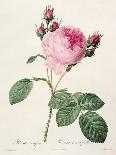 Rosa Centifolia Mutabilis, Engraved by Bessin, Published by Remond-Pierre-Joseph Redouté-Giclee Print