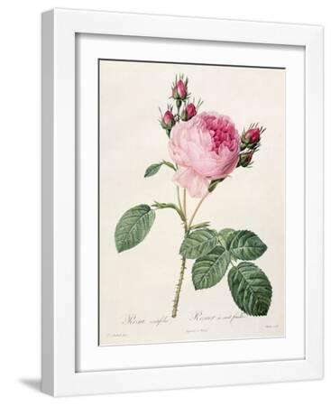 Pierre-Joseph Redouté Roses Wall Art: Prints, Paintings & Posters