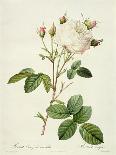 Sweet Peas (Lathyrus Odoratur) from 'Choix Des Plus Belles Fleurs', 1827-33-Pierre-Joseph Redouté-Giclee Print