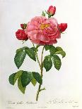 Peonies, Engraved by Prevost-Pierre-Joseph Redouté-Giclee Print
