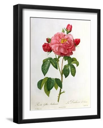 Pierre-Joseph Redouté Roses Wall Art: Prints, Paintings & Posters