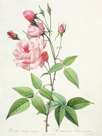 絵画 The Best of Redoute 's ROSES 1960 絵画 The Best of Redoute 's ROSES 1960 Vintage Pierre-Joseph