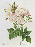 Rosa Lutea and Rosa Indica, from "Les Choix Des Plus Belles Fleurs," 1827-Pierre-Joseph Redouté-Giclee Print