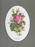 Rose Cumberland, Pansies and Cineraria-Pierre Joseph Redouté-Giclee Print