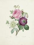 A Bouquet of Red, Pink and White Peonies-Pierre-Joseph Redouté-Giclee Print
