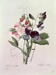Tulips-Pierre-Joseph Redouté-Giclee Print