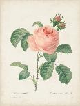 Blushing Bouquet I-Pierre Redoute-Mounted Art Print