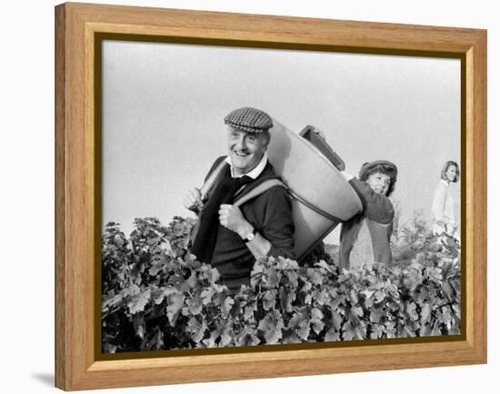 Pierre Tchernia During Grape-Harvest in Libourne, France, September 1986-null-Framed Stretched Canvas