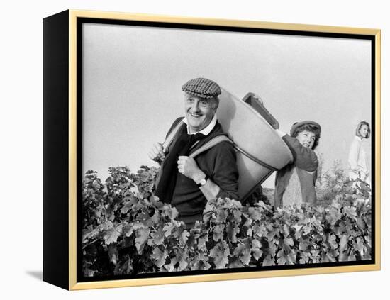 Pierre Tchernia During Grape-Harvest in Libourne, France, September 1986-null-Framed Stretched Canvas