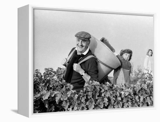 Pierre Tchernia During Grape-Harvest in Libourne, France, September 1986-null-Framed Stretched Canvas