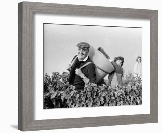 Pierre Tchernia During Grape-Harvest in Libourne, France, September 1986-null-Framed Photo