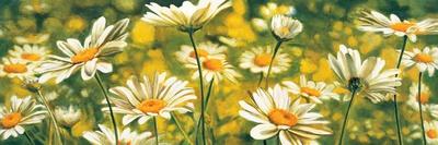 Marguerites dans le soleil I-Pierre Viollet-Art Print