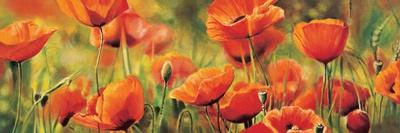 Coquelicots dans le soleil 2-Pierre Viollet-Art Print