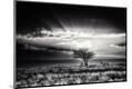 Photographic Print