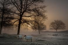 Foggy Morning-Piet Haaksma-Framed Premier Image Canvas