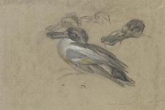 Two herons-Pieter Boel-Giclee Print