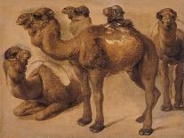 Cinq chameaux-Pieter Boel-Giclee Print